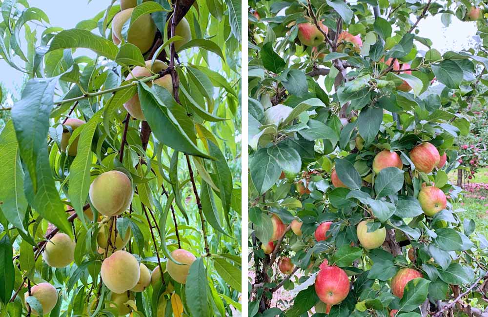 orchard3